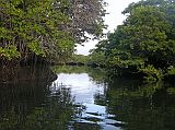 Galapagos 8-1-04 Santa Cruz Black Turtle Cove We cut the panga motors and Johnny quietly rowed as we entered the inner portion of the mangrove.